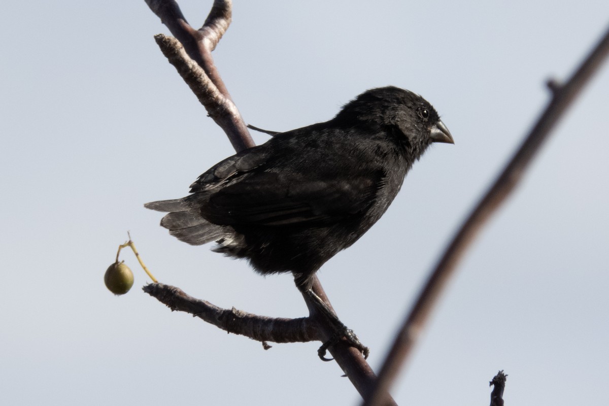 Small Ground-Finch - ML184314931