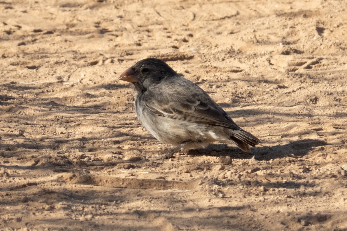 Medium Ground-Finch - ML184315181