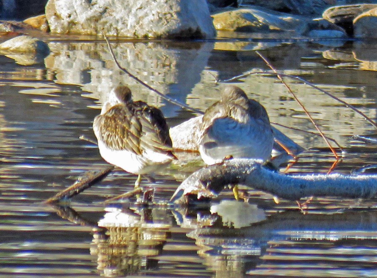 Long-billed Dowitcher - ML184317151