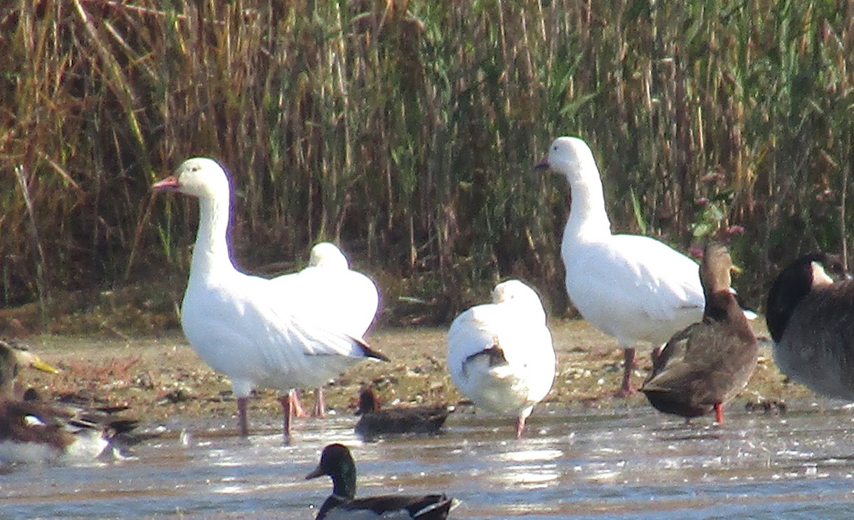 Snow Goose - ML184317621