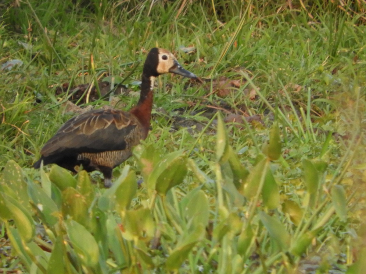 White-faced Whistling-Duck - Silvia Enggist