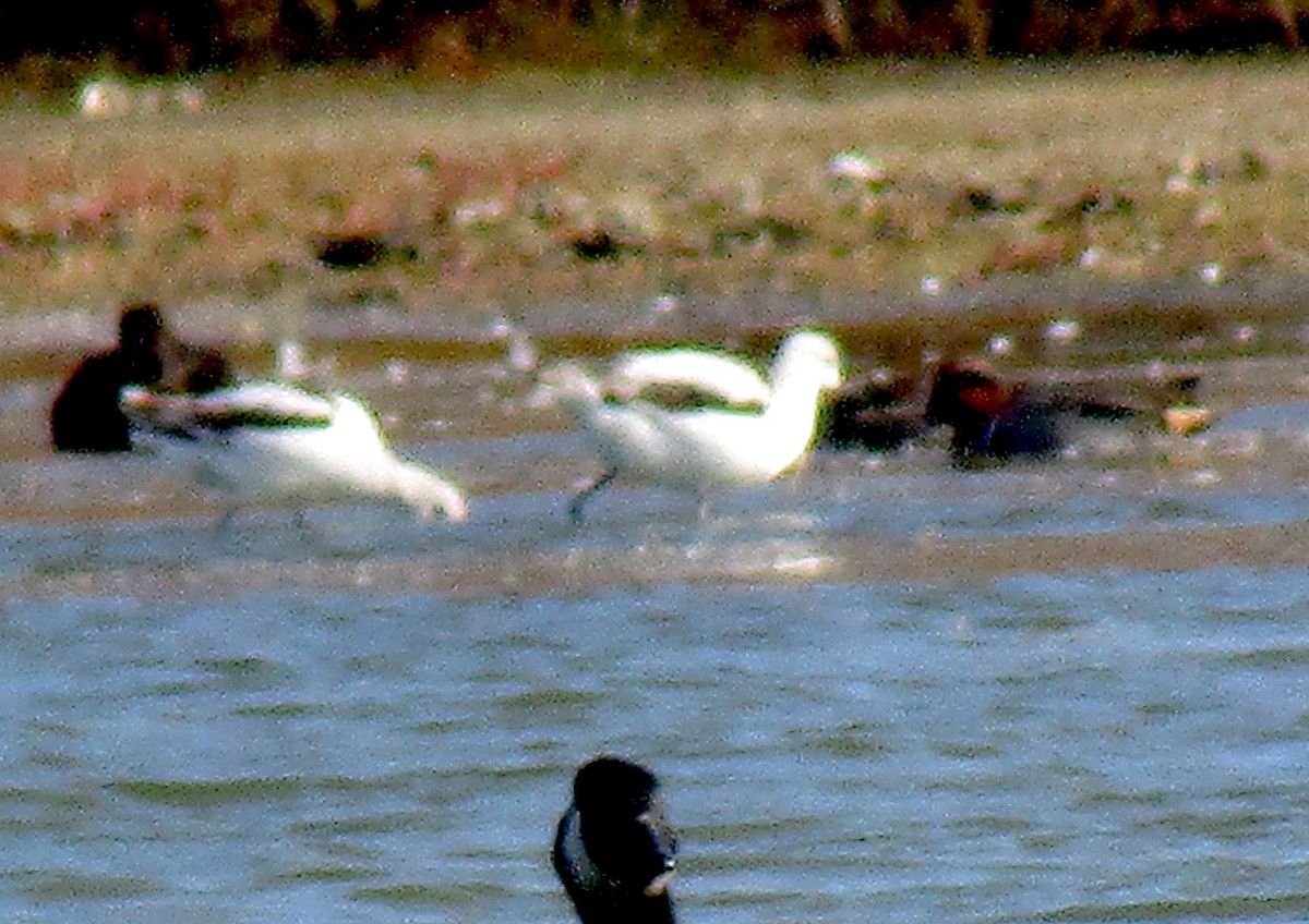 American Avocet - ML184318111