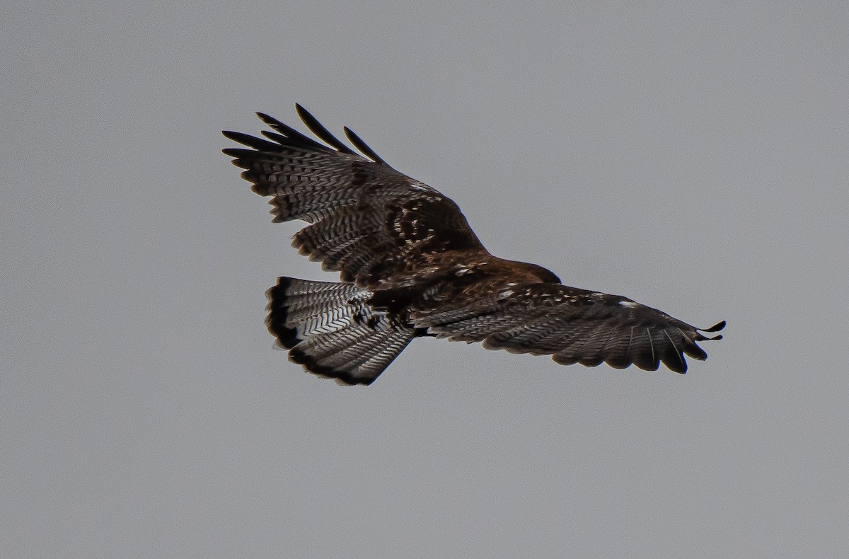 Variable Hawk - ML184320391