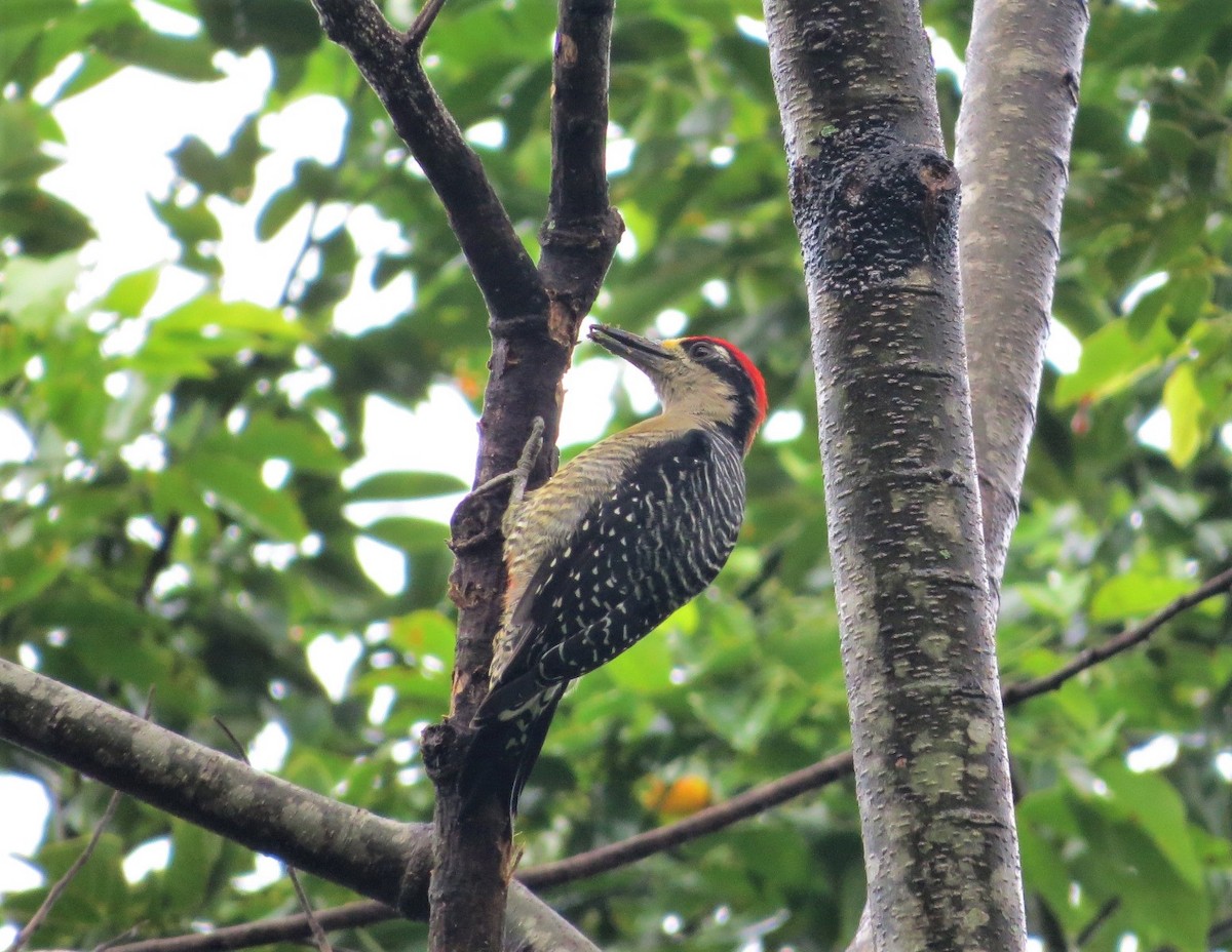 Black-cheeked Woodpecker - ML184322041