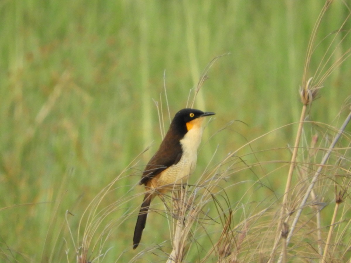 Black-capped Donacobius - ML184323441