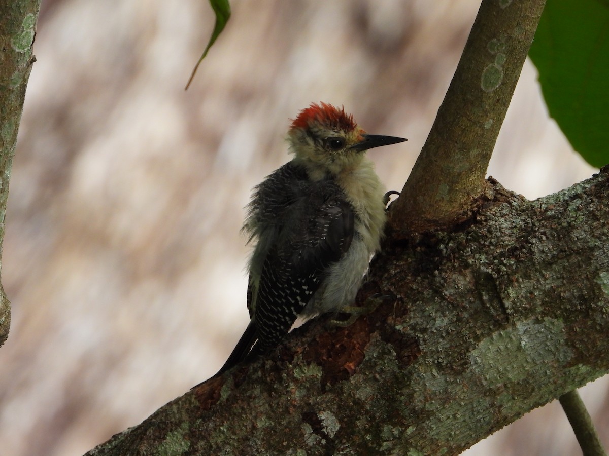 Golden-fronted Woodpecker - Robert Salisbury