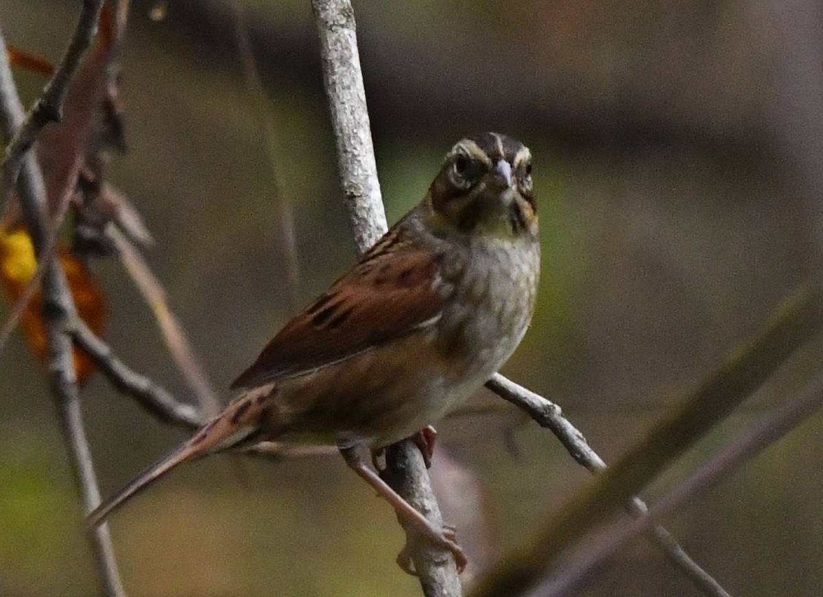 Swamp Sparrow - ML184327161