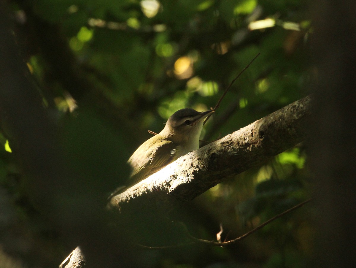 Red-eyed Vireo - ML184328531