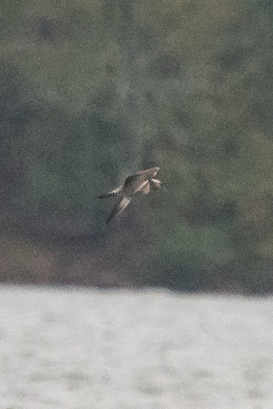 Long-tailed Jaeger - ML184328861