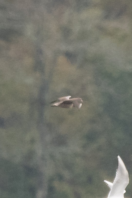 Long-tailed Jaeger - ML184328901