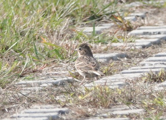 Vesper Sparrow - ML184330541