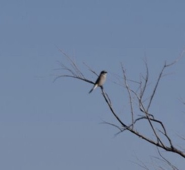 Northern Shrike - ML184330791