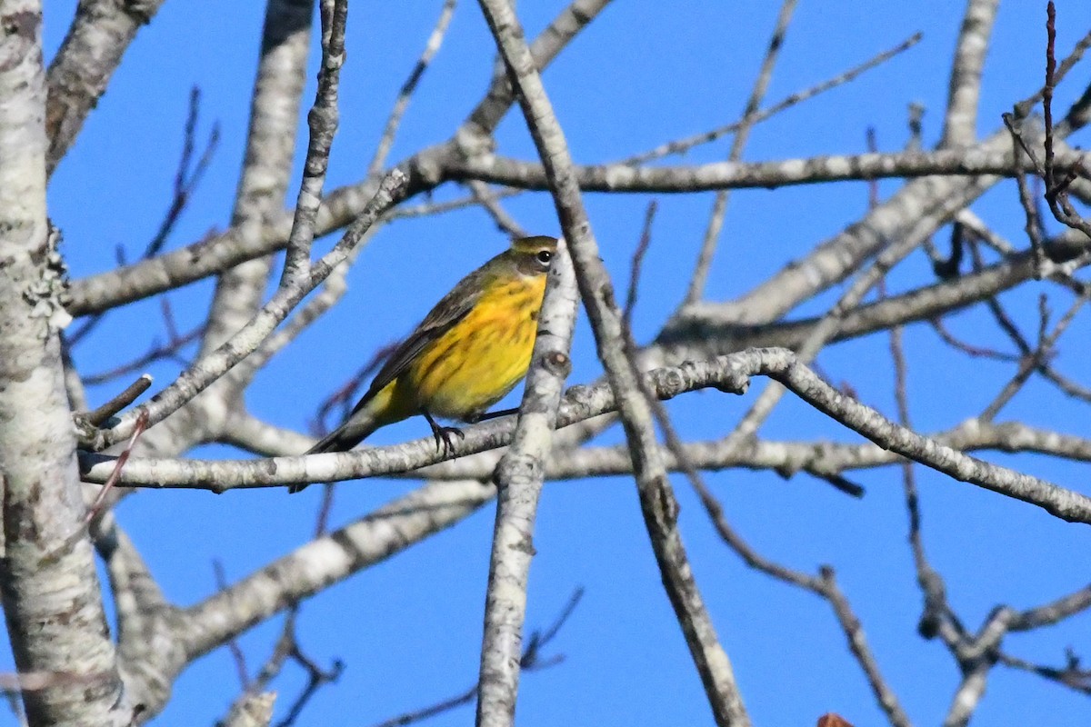 Magnolia x Yellow-rumped Warbler (hybrid) - Mike Sylvia