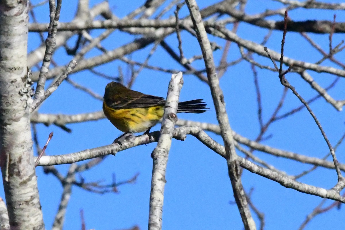 Magnolia x Yellow-rumped Warbler (hybrid) - Mike Sylvia