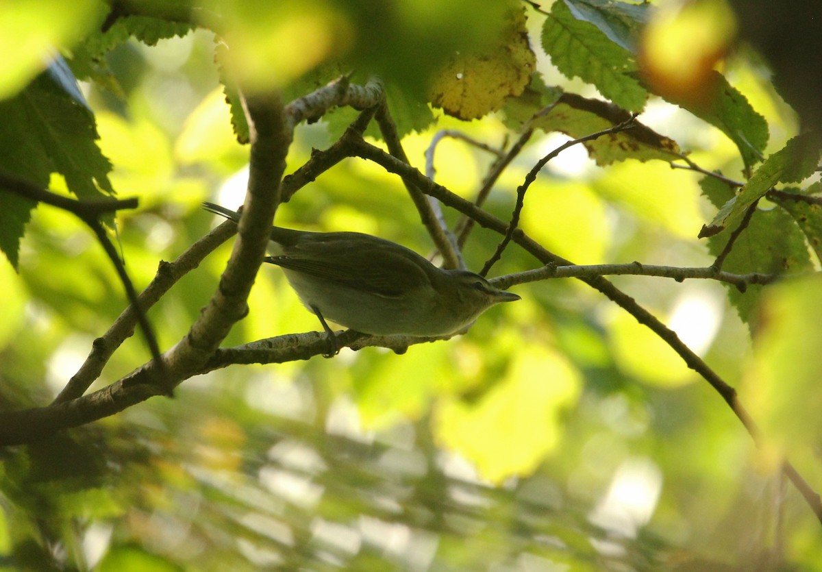 Red-eyed Vireo - ML184332141