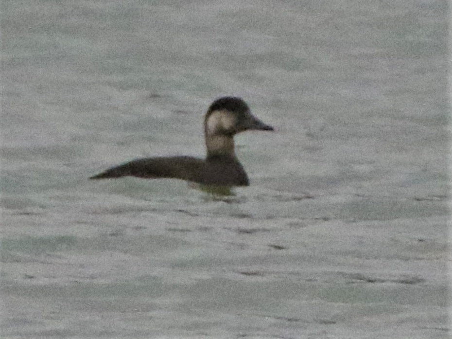 Black Scoter - Robert n Cynthia Danielson