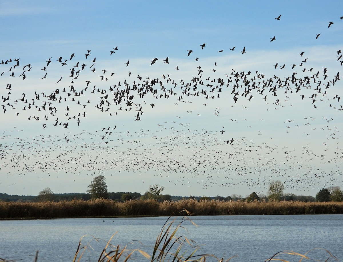 goose sp. - Peter Jungblut