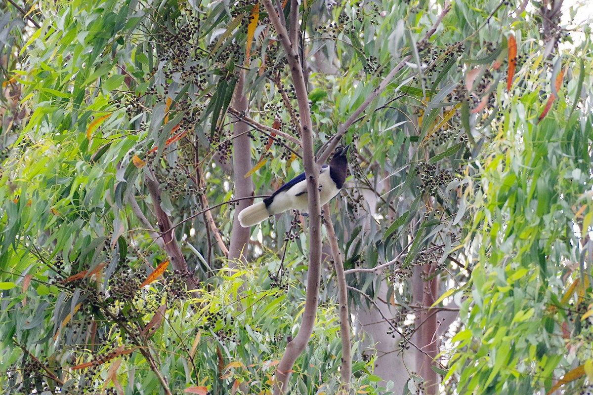 Curl-crested Jay - ML184336371