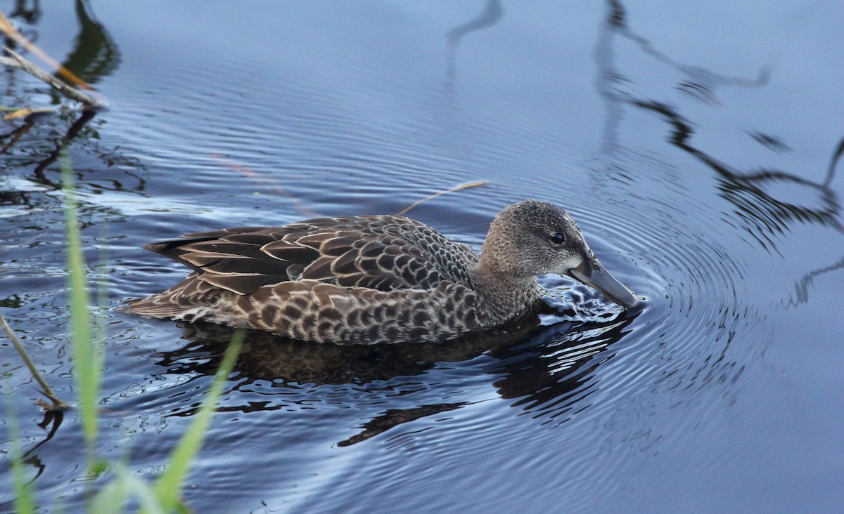Blue-winged Teal - ML184336631