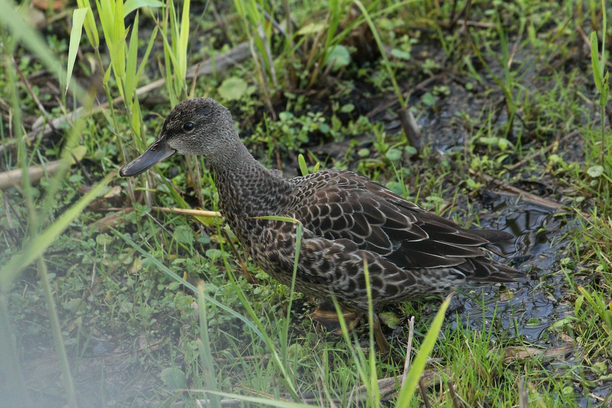 Blue-winged Teal - ML184336661