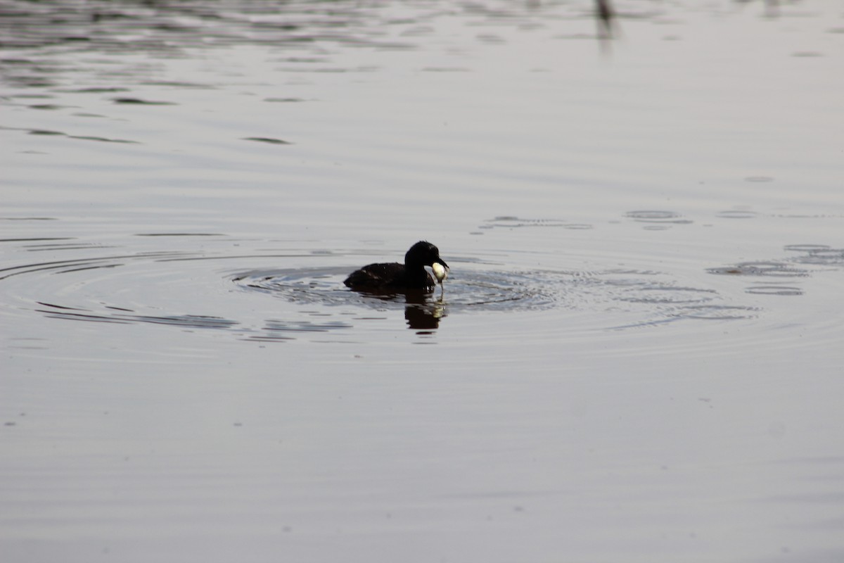 Least Grebe - Osvaldo Balderas San Miguel