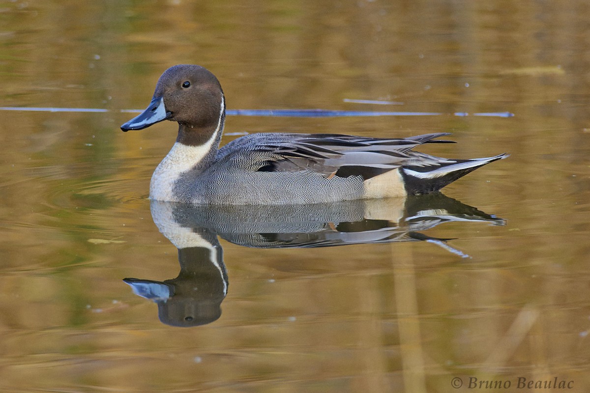 Northern Pintail - Technoparc Oiseaux