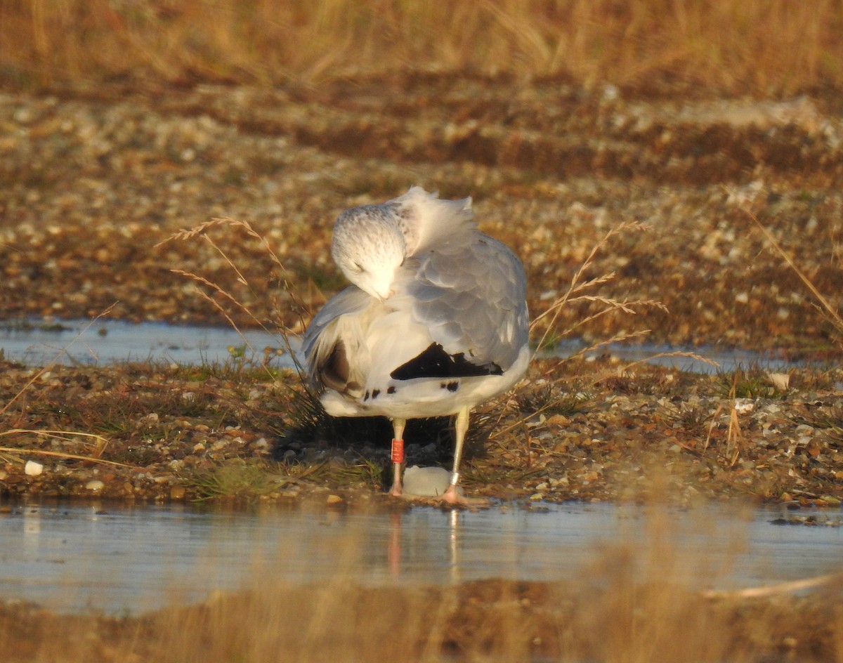 Ring-billed Gull - Chris Coxson