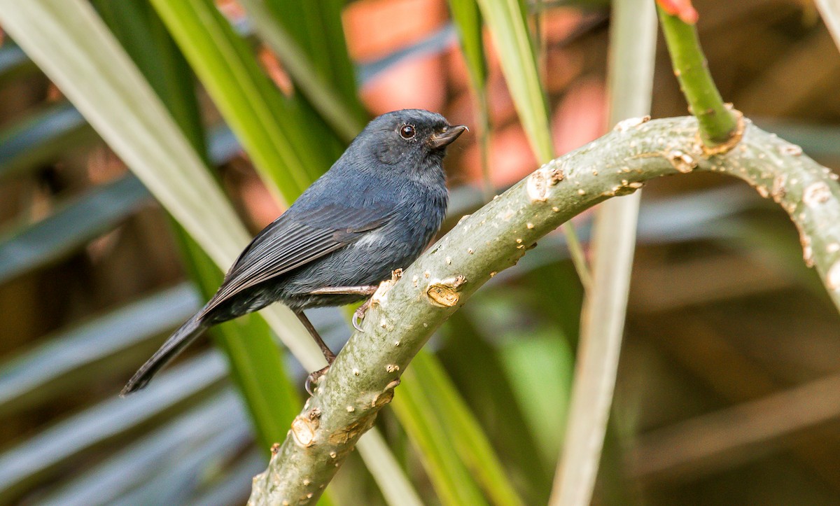 Pinchaflor Flanquiblanco - ML184339691