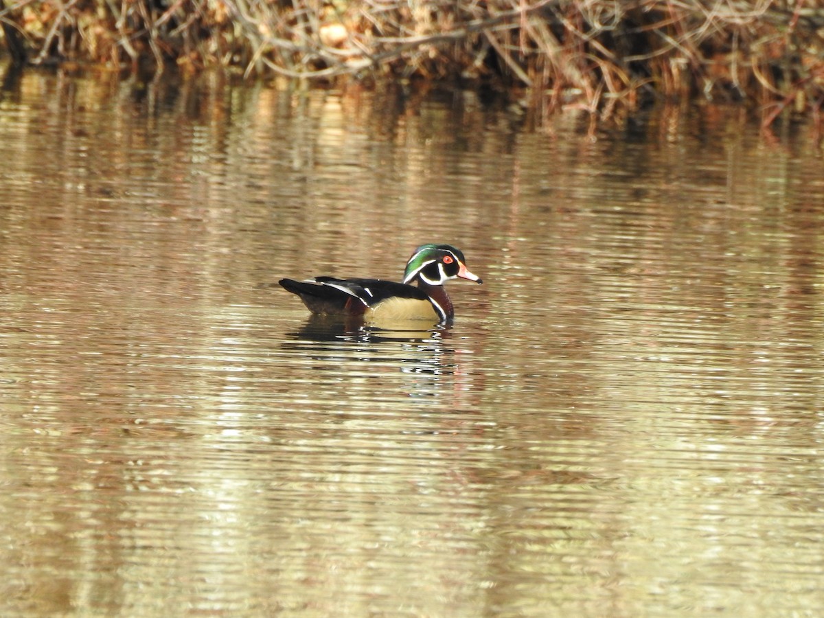 Wood Duck - ML184339811