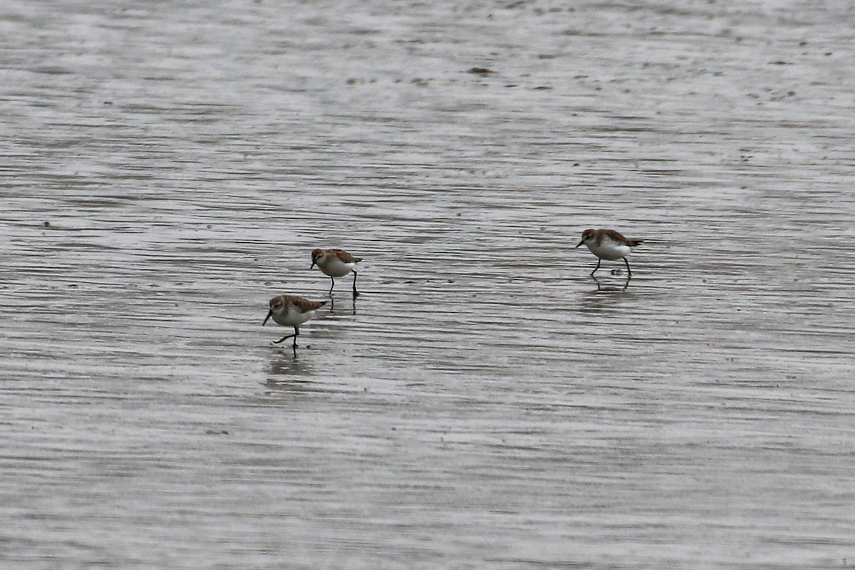 Bergstrandläufer - ML184340071