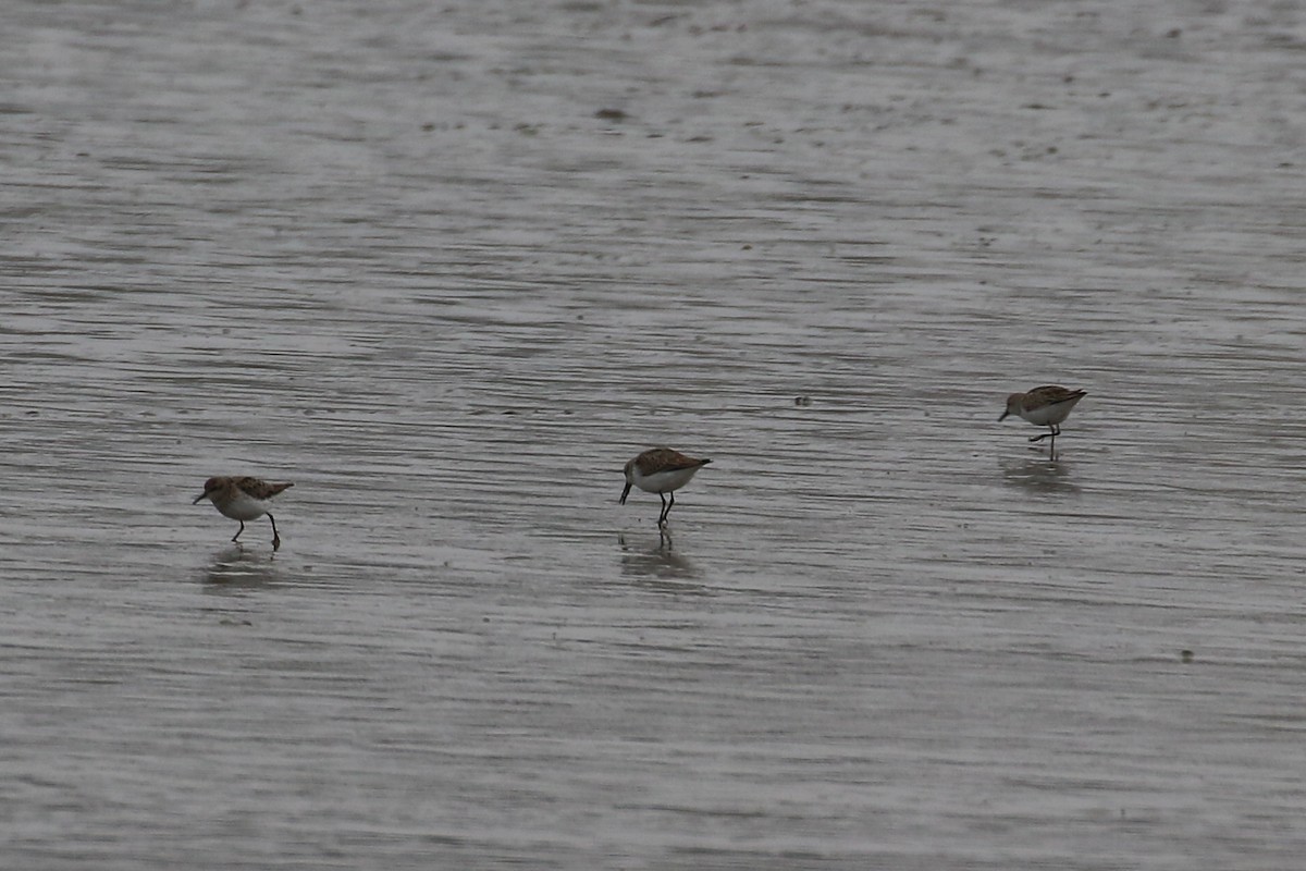 Western Sandpiper - Jonathan Meyer