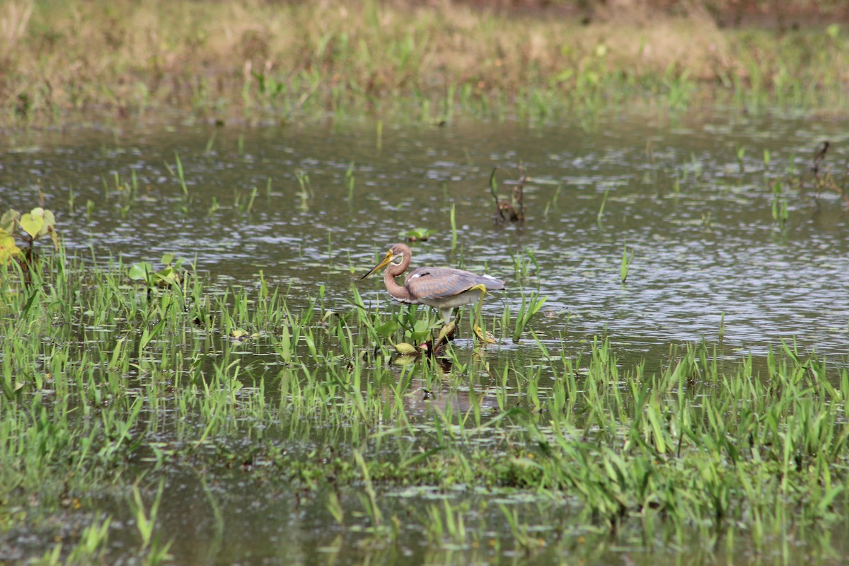 Tricolored Heron - ML184340511