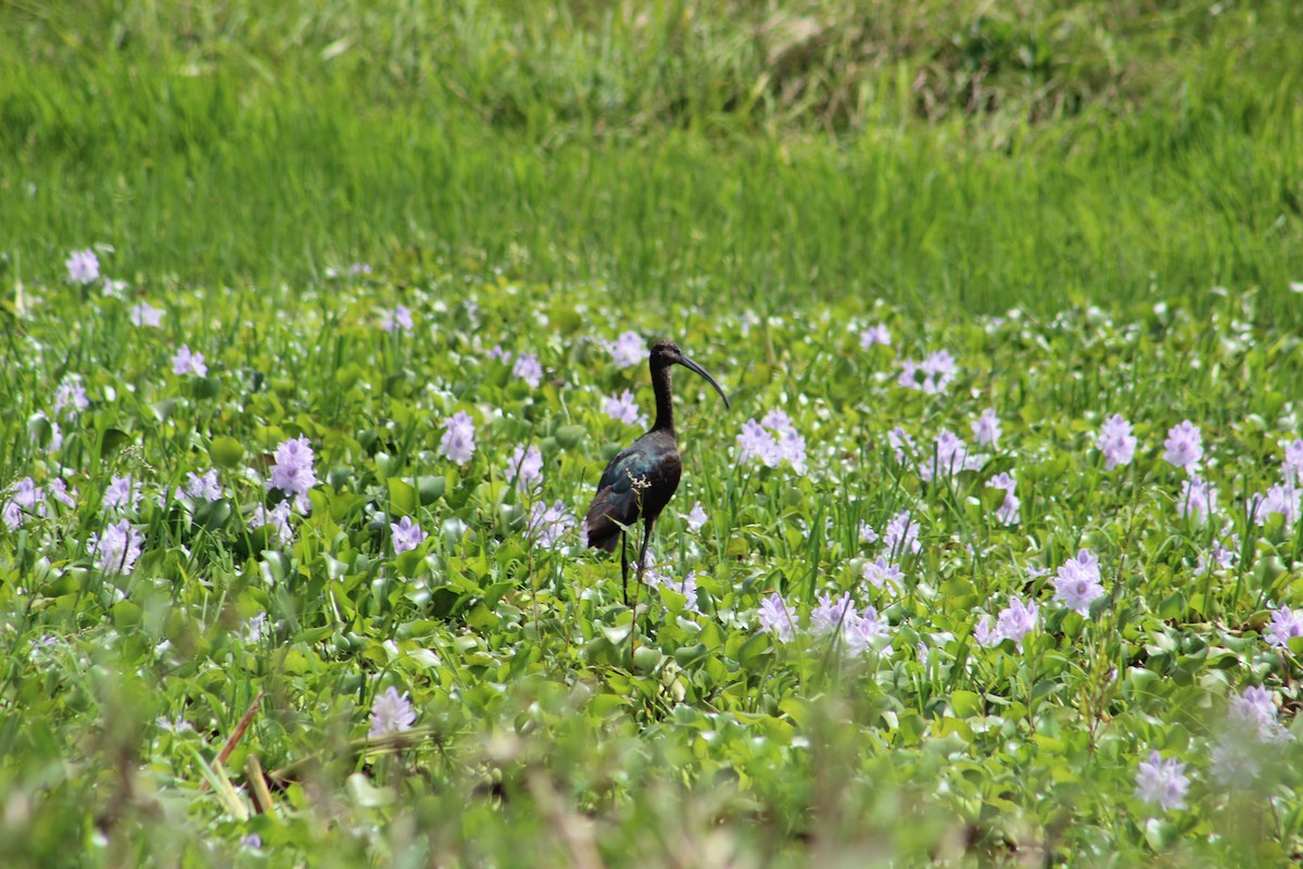 ibis americký - ML184340581