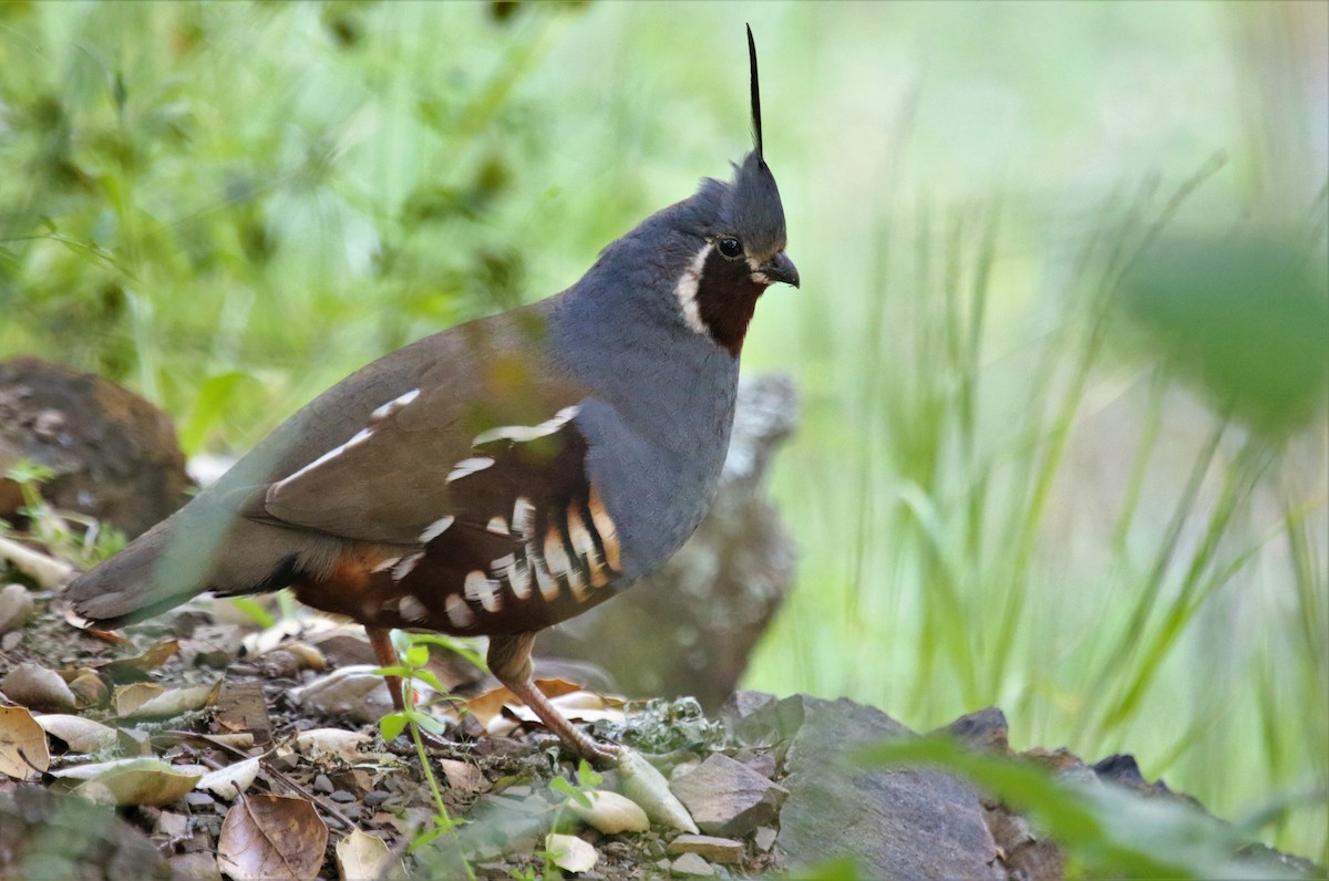 Mountain Quail - Kevin Schwartz