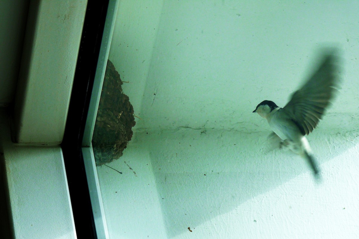 Western House-Martin - ML184343641