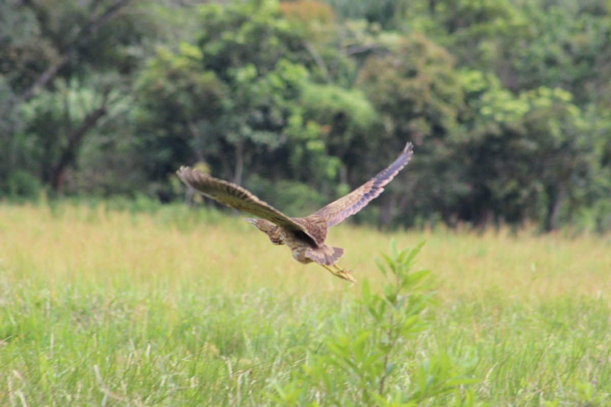 American Bittern - Osvaldo Balderas San Miguel