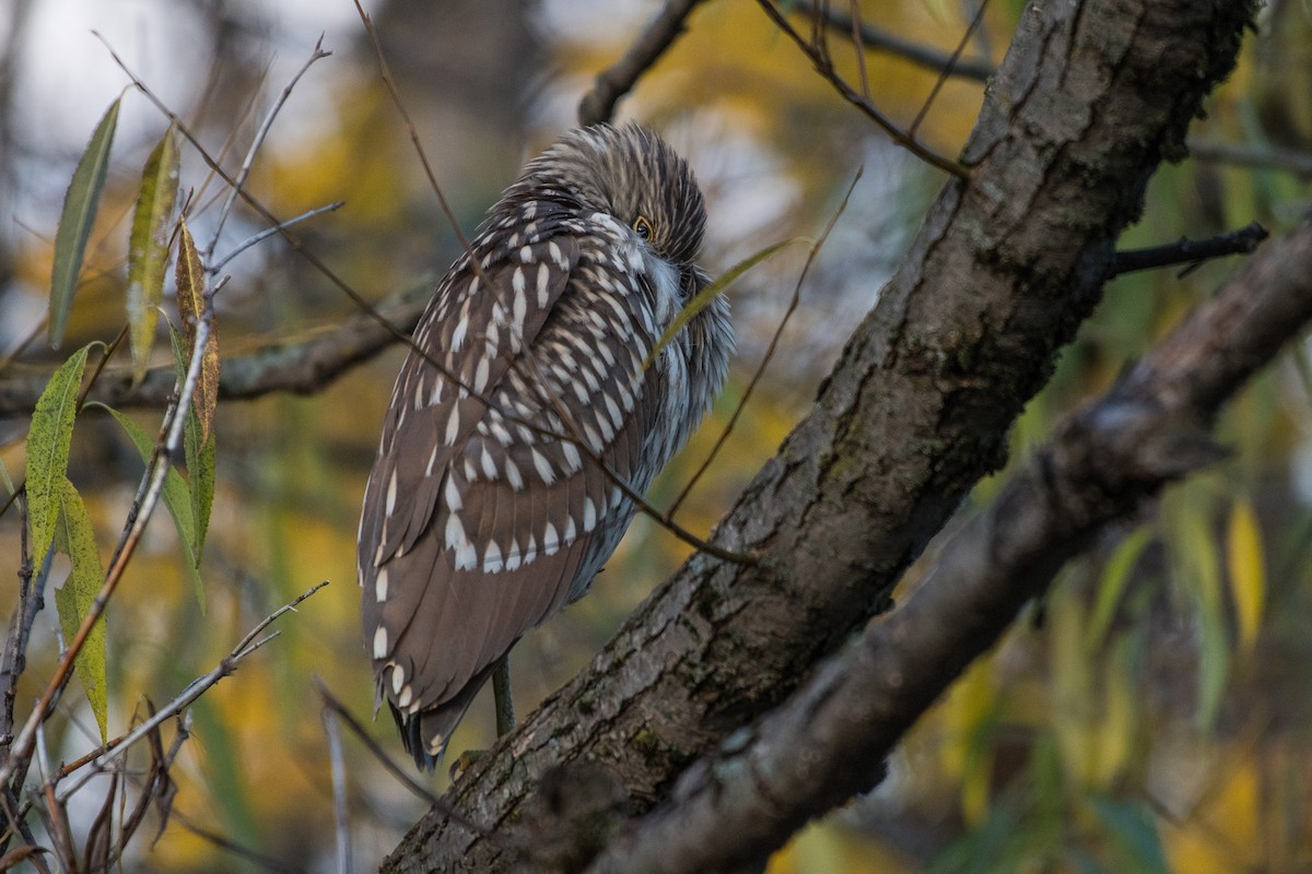 Black-crowned Night Heron - Simon Boivin