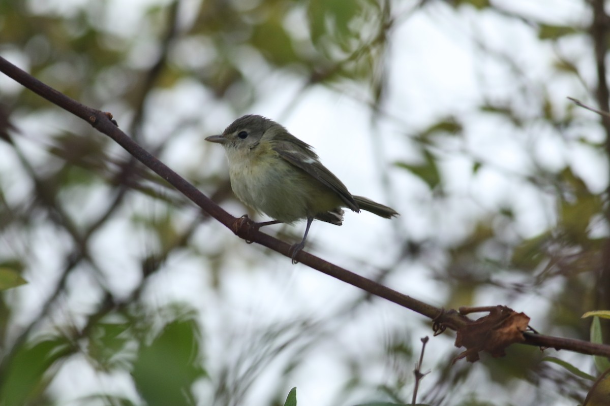 Bell's Vireo (Eastern) - Matthew Eckerson