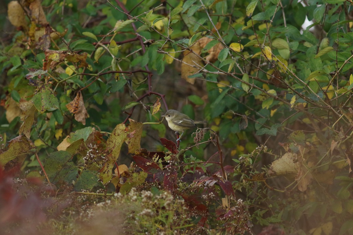 Braunaugenvireo (bellii/medius) - ML184345561