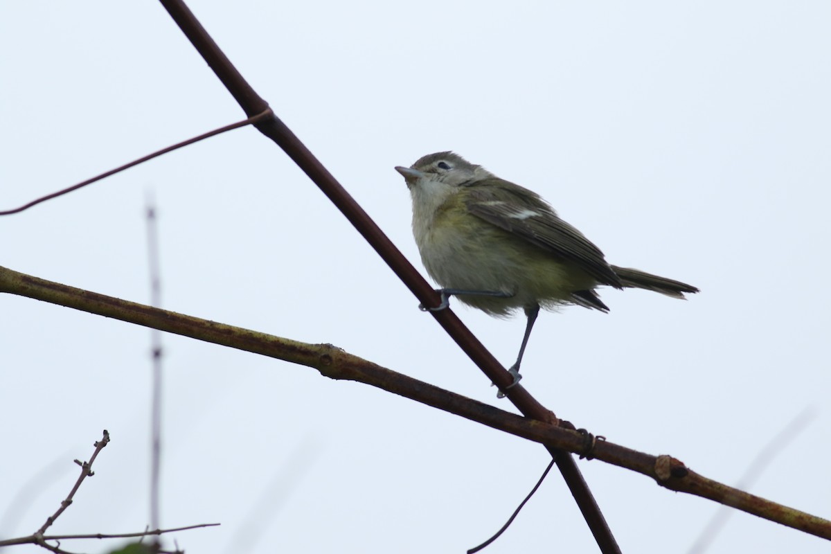 krattvireo (bellii/medius) - ML184345581