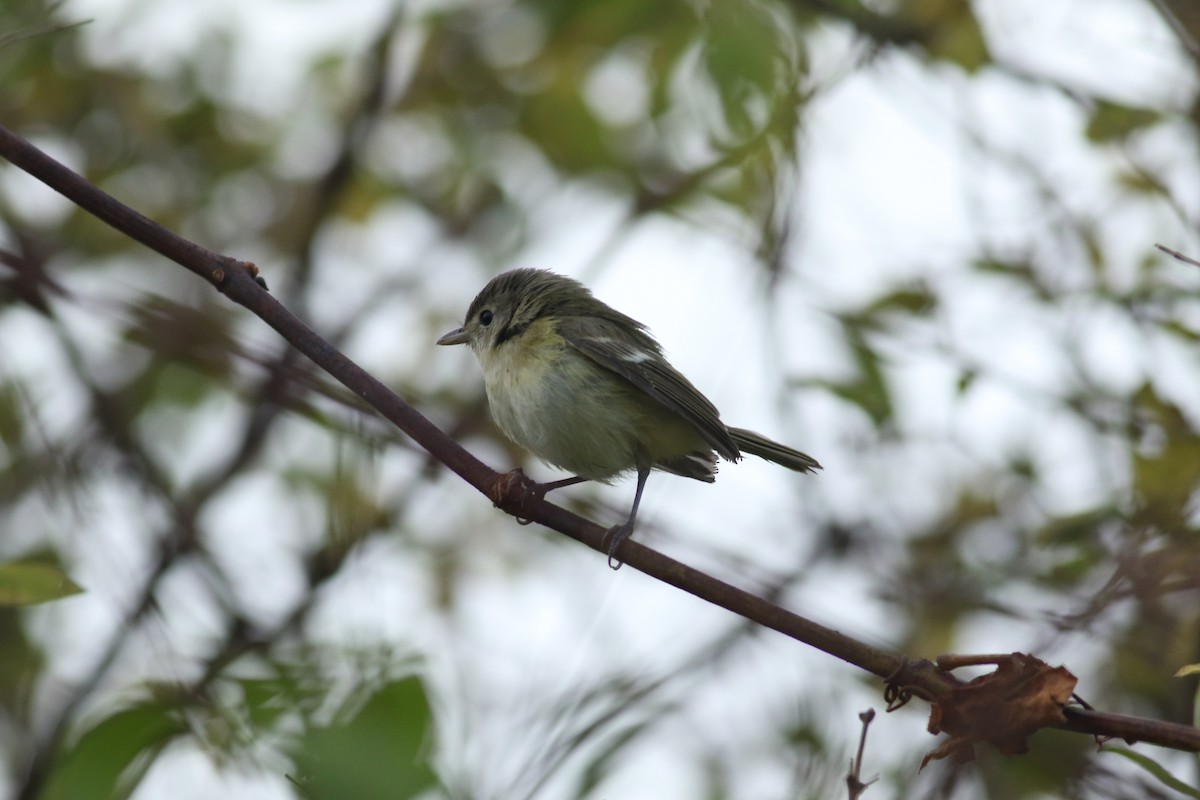 krattvireo (bellii/medius) - ML184345921