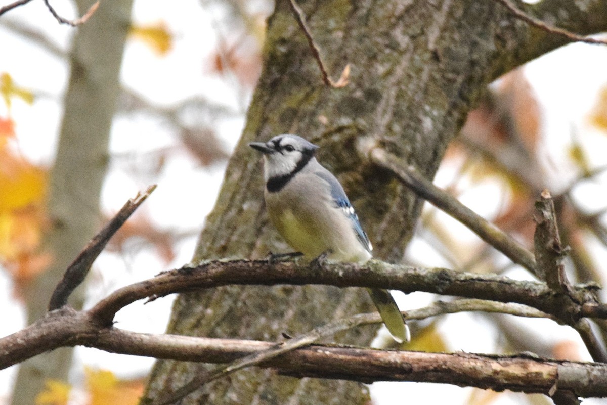 Blue Jay - ML184347071