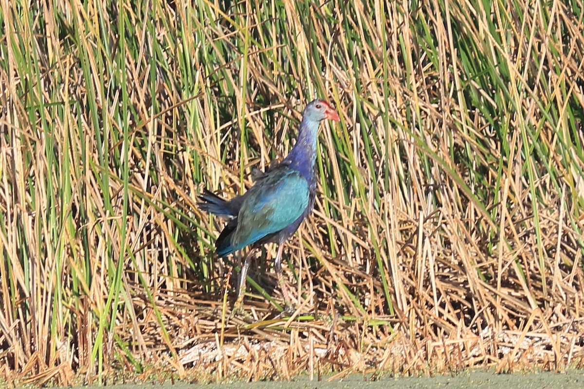 Gray-headed Swamphen - ML184348461