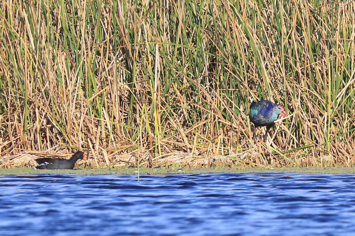 Gray-headed Swamphen - ML184348491