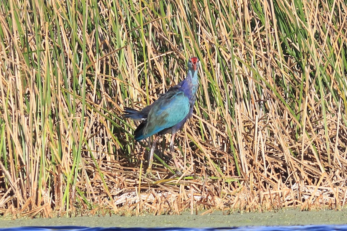 Gray-headed Swamphen - ML184348521