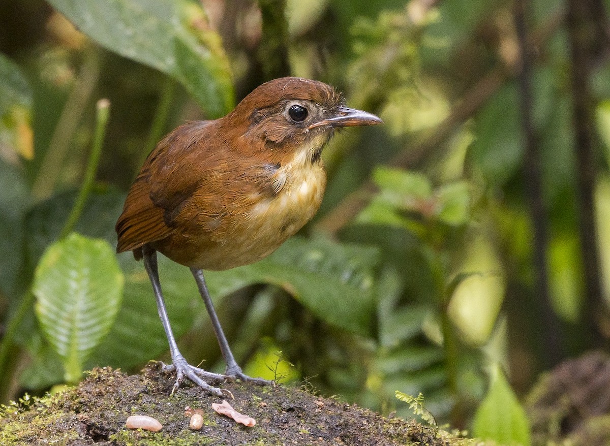 Yellow-breasted Antpitta - ML184348561