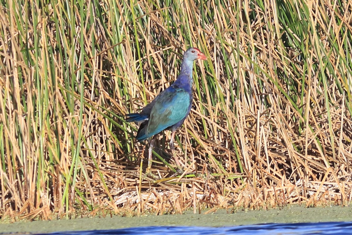 Gray-headed Swamphen - ML184348611