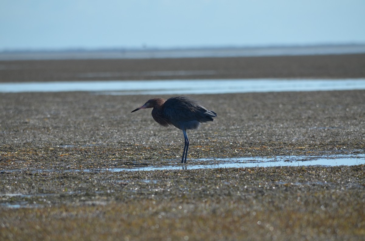Reddish Egret - ML184352391
