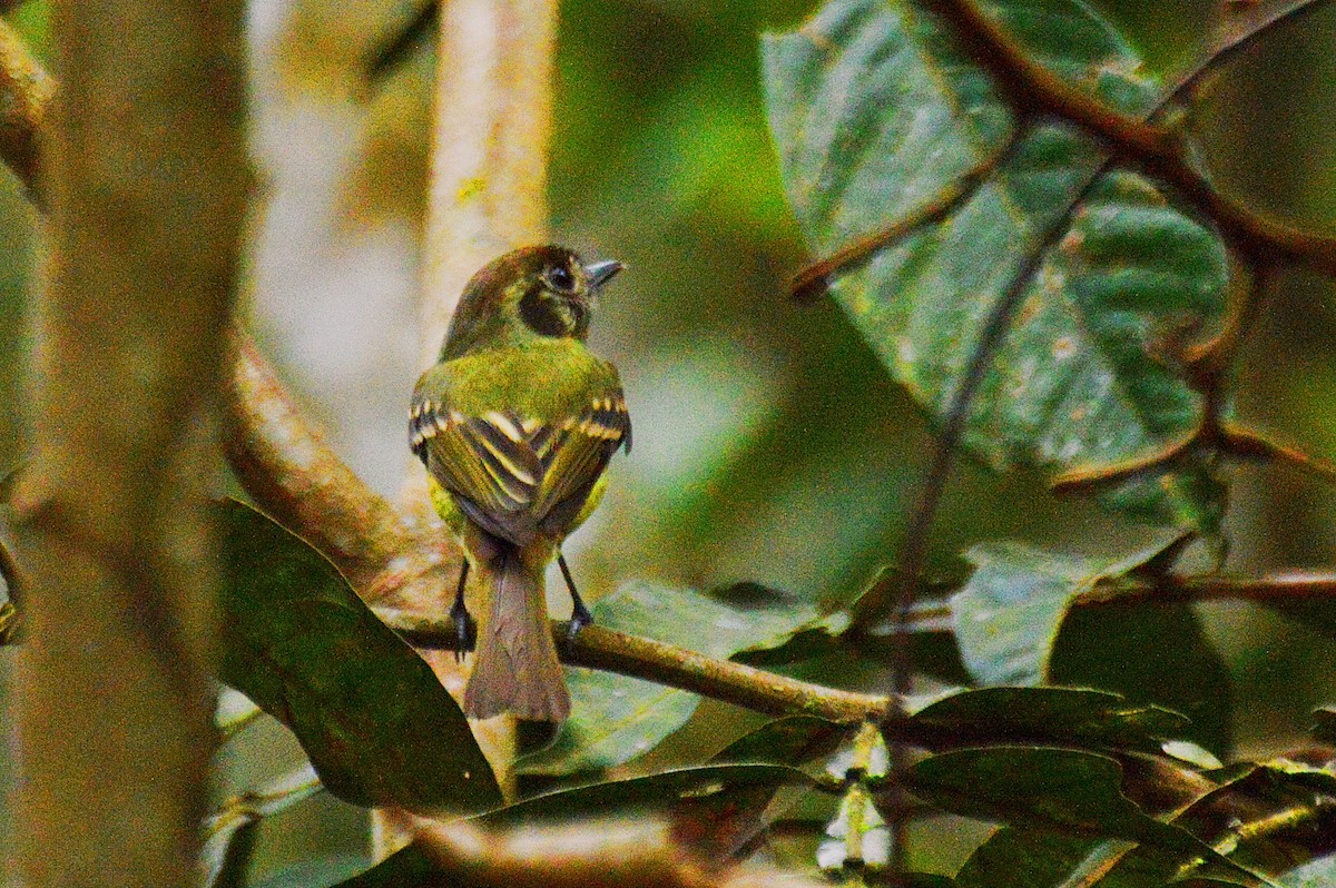Sepia-capped Flycatcher - ML184353401