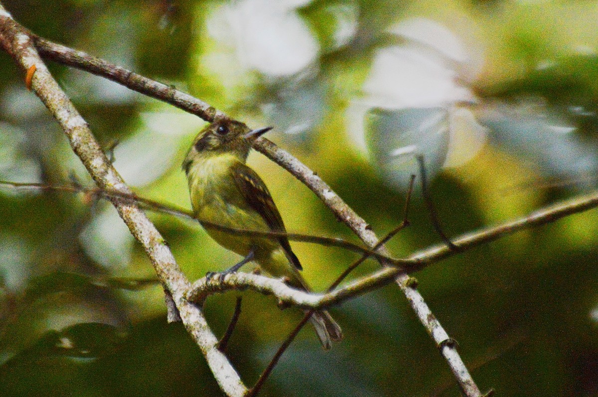 Sepia-capped Flycatcher - ML184353411